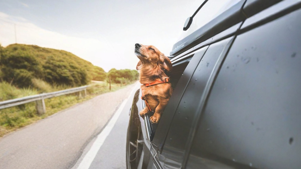 Roadtrips con tu "Kia Pet": Viaja con tu mejor amigo sin dejar el presupuesto en la bomba - Article cover image.
